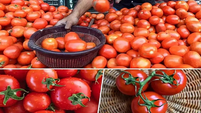 Lucknow Tomato Discount: 70 रुपये में मिल रहा टमाटर, लखनऊ में इन 16 जगहों पर लगे स्टाल