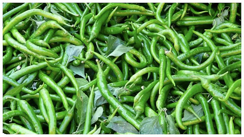 Green Chilli Benefits: भोजन में हरी मिर्च क्यों शामिल करनी चाहिए? जानिये इसके लाभ