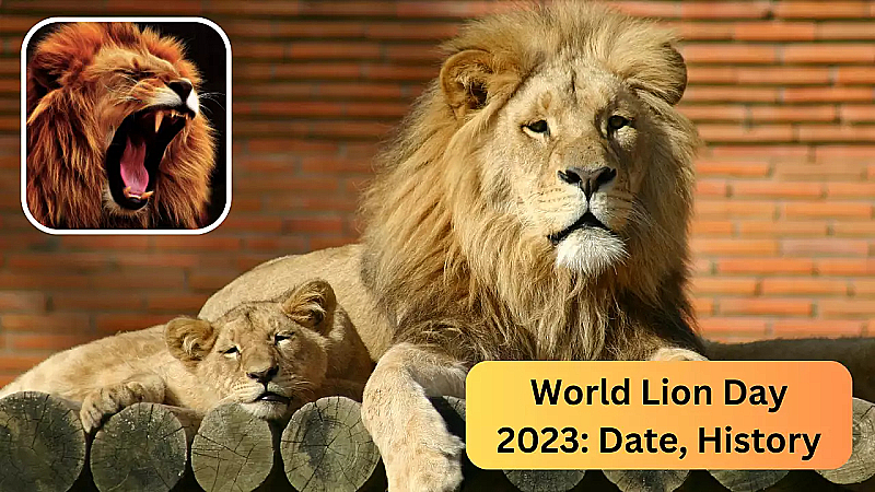 World Lion Day 2023: जंगल का राजा शेर है एक बड़ा उपहार आने वाले पीढ़ी के लिए इसे बचाये, जानिए विश्व शेर दिवस का इतिहास