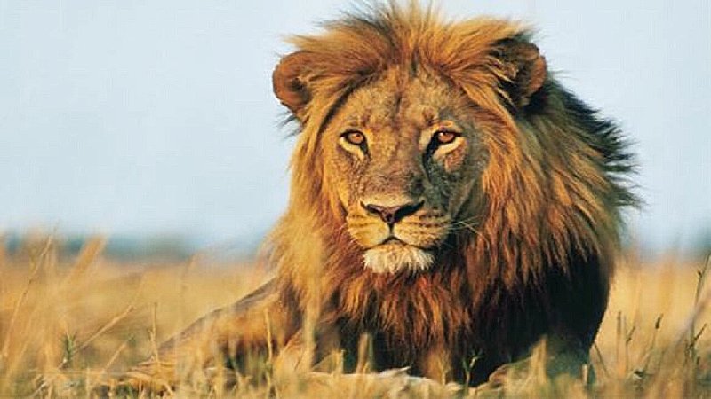 Gorakhpur News: गोरखपुर में मोदी के गुजरात से आएंगे बब्बर शेर, पहले आए शरों का अखिलेश यादव से क्या है कनेक्शन?