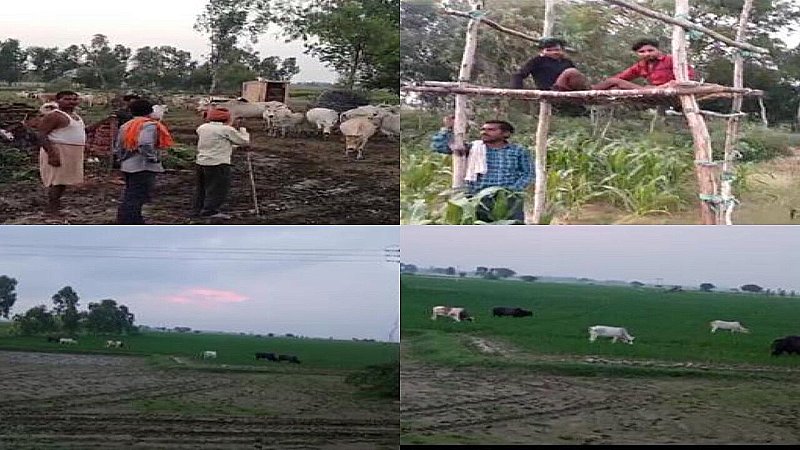 Hardoi News: 319 आश्रय स्थल फिर भी खेतों में छुट्टा मवेशियों का आतंक, किसान को हो रहा प्रतिवर्ष हजारों रुपए का नुकसान