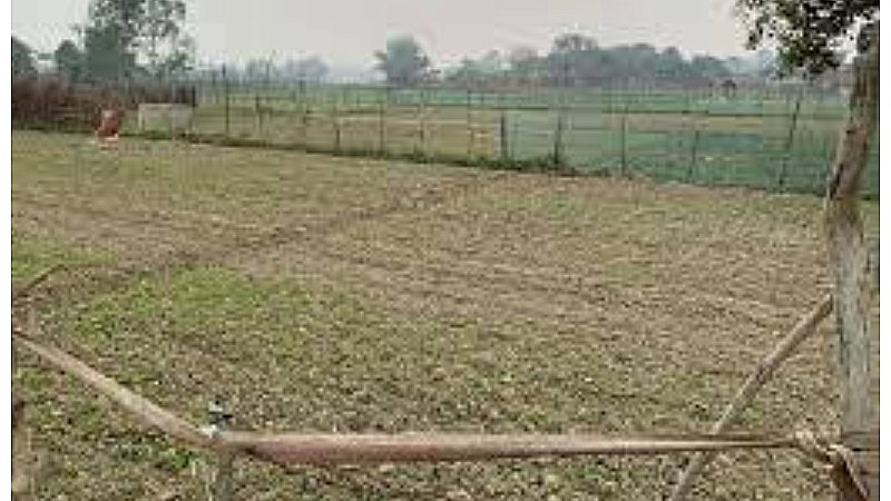 Agriculture Business: यह फसल कुछ महीनों में कमवा देती है 10 लाख रुपए, जानिए कैसे करें इसकी खेती