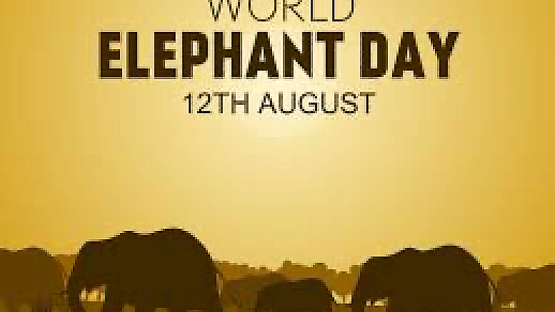 World Elephant Day 2023: जंगल का सबसे बुद्धिमान और विशालकाय जानवर हाथी, जानिए विश्व हाथी दिवस के बारें में