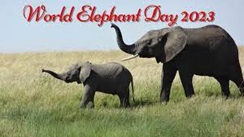 World Elephant Day 2023: जानिये वाइल्डलाइफ एस.ओ.एस की देखरेख में रह रहे हाथियों के बारे में!