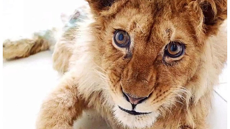 Etawah News: इटावा से बड़ी खबर, शेरनी सोना के पांचवे शावक की मौत, अखिलेश यादव ने लगाए गंभीर आरोप