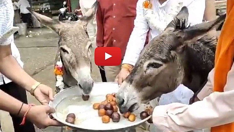 MP Viral Video: अन्न के एक दाने को तरस रहे लोग, गधों को मिल रहा गुलाब जामुन, वीडियो देखकर अपना सिर पकड़ लेंगे आप