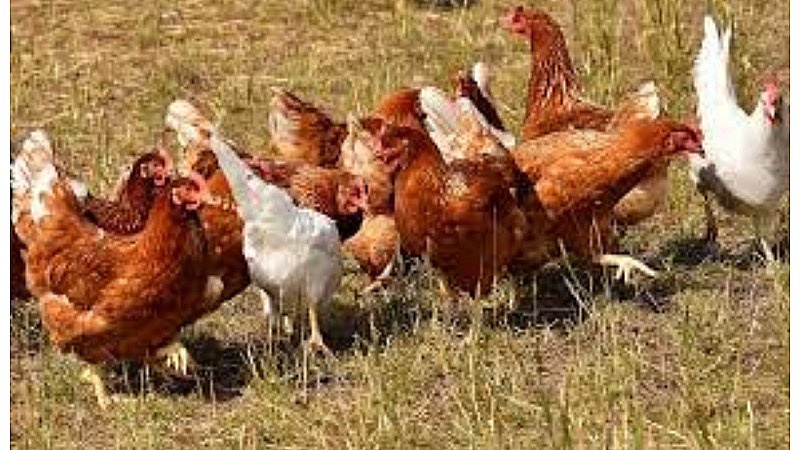 Murgi Palan Subsidy: सरकार की मदद से खोलें मुर्गी पालन का व्यवसाय, कदम रखने से पहले यहां से लें ट्रेनिंग