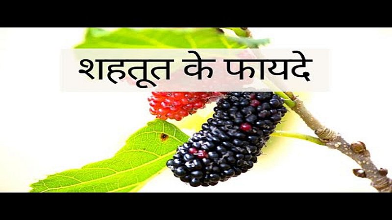 Mulberries Benefits: शहतूत में छुपा है सेहत का खज़ाना, मोटापे से लेकर कैंसर के असर तक को करता है कम