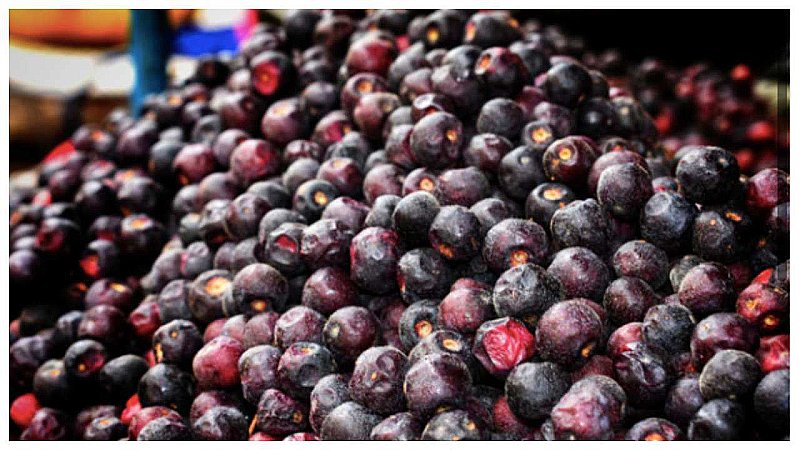 Gorakhpur Famous Fruits: गोरखपुर का यह फल है औषधि का भंडार, धीरे-धीरे हो रहा है विलुप्त