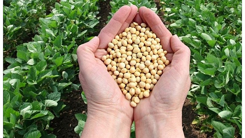 Soybean Farming Ideas: करिये सोयाबीन की इन किस्मों को खेती, और हो जाइये कुछ दिनों में लखपति