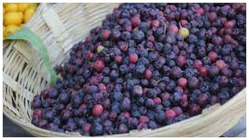 Falsa Fruit Benefits: फालसा हैं गुणों से भरपुर, गठिया रोग में होता है बहुत फायदेमंद