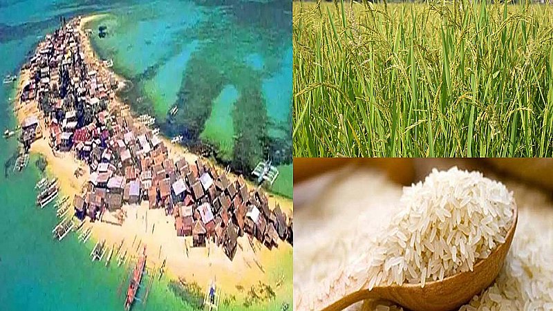 Majuli Island: माजुली द्वीप: सौ से ज़्यादा क़िस्म के पैदा होते हैं चावल, शाऊली का ज़रूर लें स्वाद