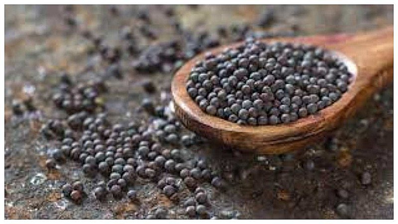 Black Mustard Seed Benefits: दिल-दिमाग दोनों को रखना है दुरुस्त तो खाइये काली सरसों, इसके फायदे जानकर चौंक जाएंगे आप