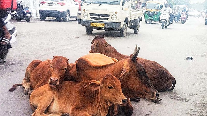 Kanpur News: पशु पालने वाले हो जाएं सावधान, पशु ने रोड पर किया गोबर तो भरना पड़ेगा इतने हजार का चालान