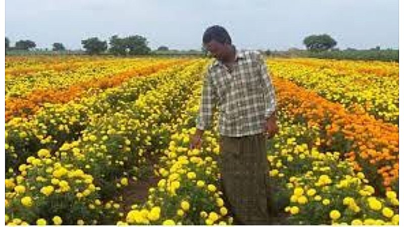 Flower Cultivation Subsidy: फूल का धंधा सबसे अच्छा, कमाई सालाना 5-6 लाख रुपए