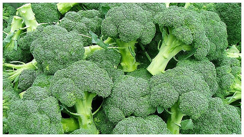Broccoli Benefits: ब्रेन और पेट दोनों के लिए बेहतरीन है ब्रोकोली, अपने डाइट लिस्ट में जरूर करें शामिल