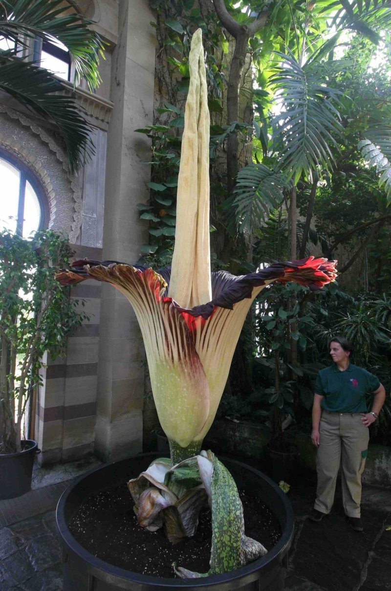 ‘Corpse Flower’It smells like rotten flesh