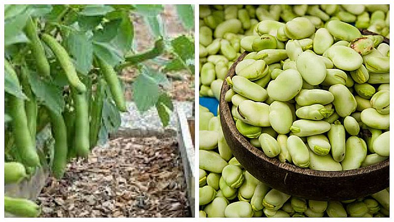 Fava Beans Benefits: फावा बीन्स खाइये मूड और दिमाग दोनों रखिये दुरुस्त, अन्य कई और भी हैं फायदे