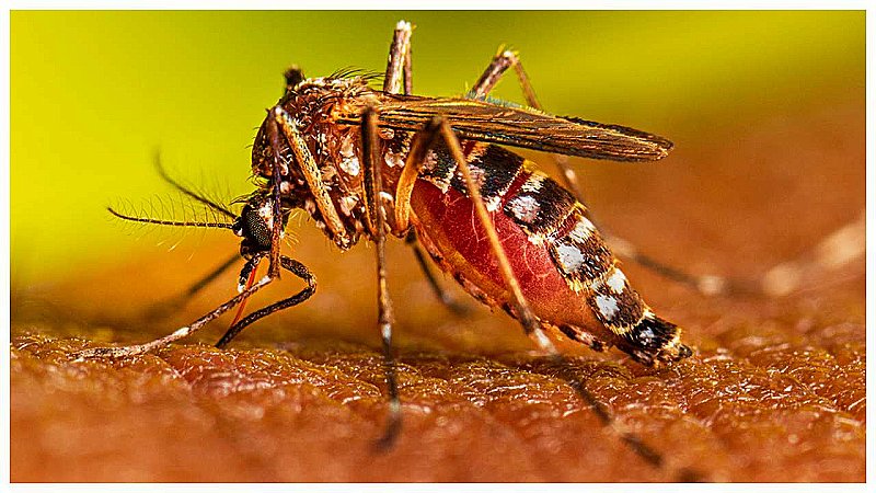 Dengue Causes and Symptoms: जानें डेंगू के कारण, लक्षण और उपचार, ऐसे रहें सतर्क