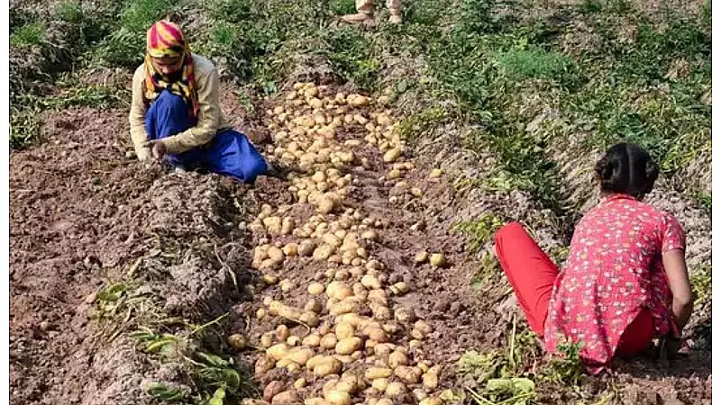 Aloo ki Kheti: शुरू हुई यूपी से विदेशों में आलू निर्यात, किसानों के पास आया बंपर कमाई का मौका, ऐसे करें इसकी खेती