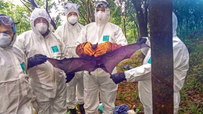 New Nipah virus in Kerala less infectious but more fatal